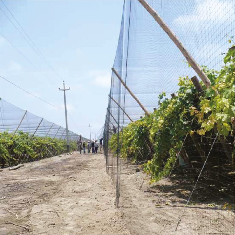 Agriculture/Viticulture